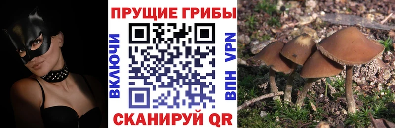 Галлюциногенные грибы Cubensis Шахунья