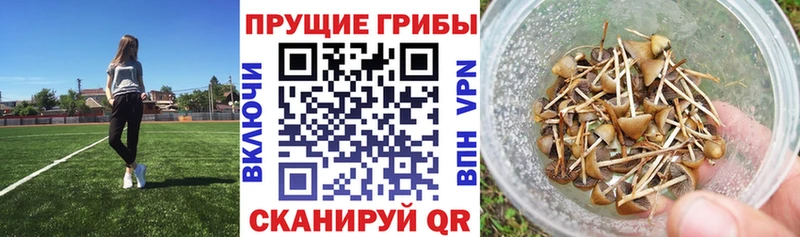 Купить закладки  Шахунья  Галлюциногенные грибы ЛСД 